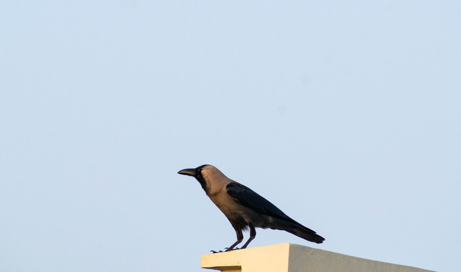 Nikon D3300 sample photo. Raven, crow, black photography