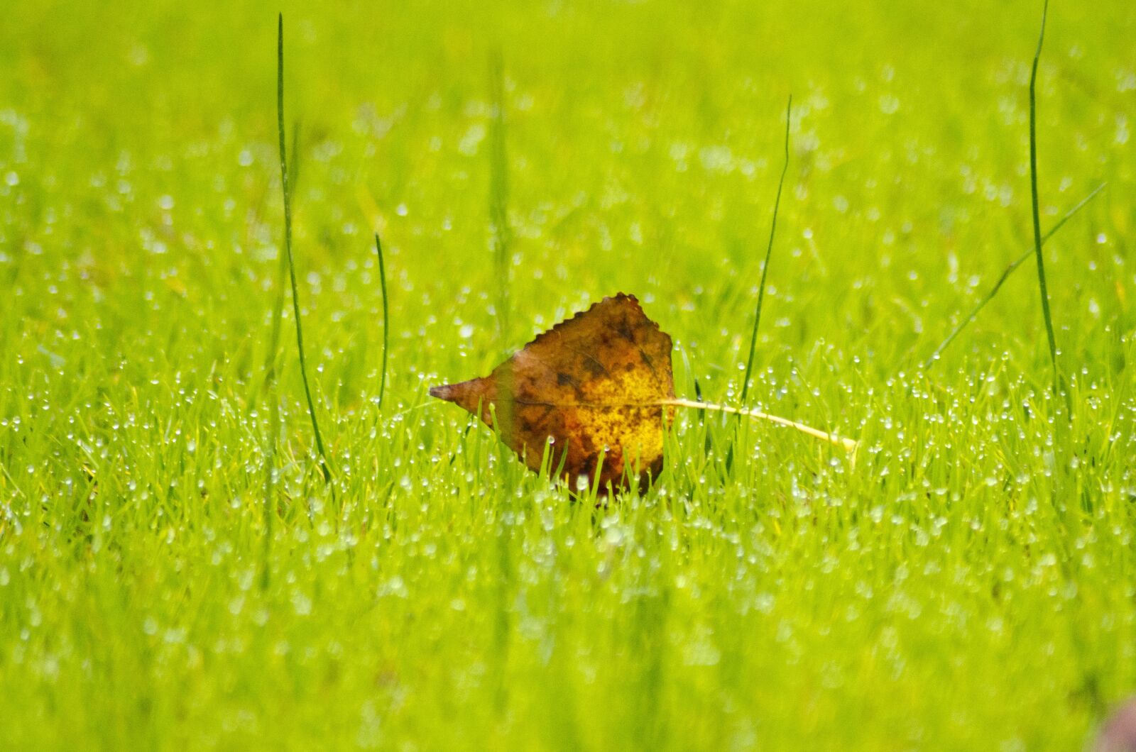 Nikon D7000 sample photo. Leaf, autumn, green photography
