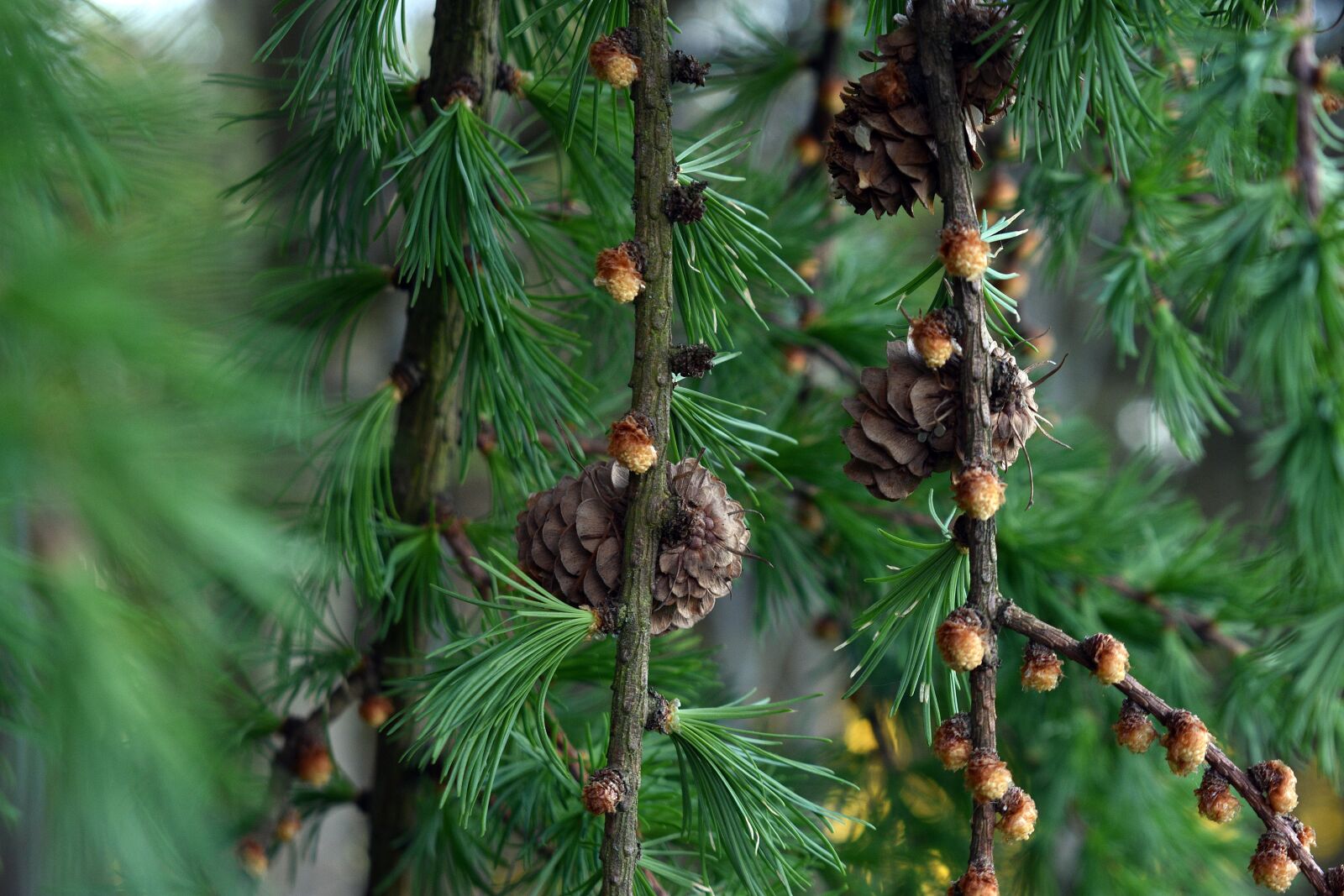 Nikon D3400 sample photo. Pine cone, tree, fir photography