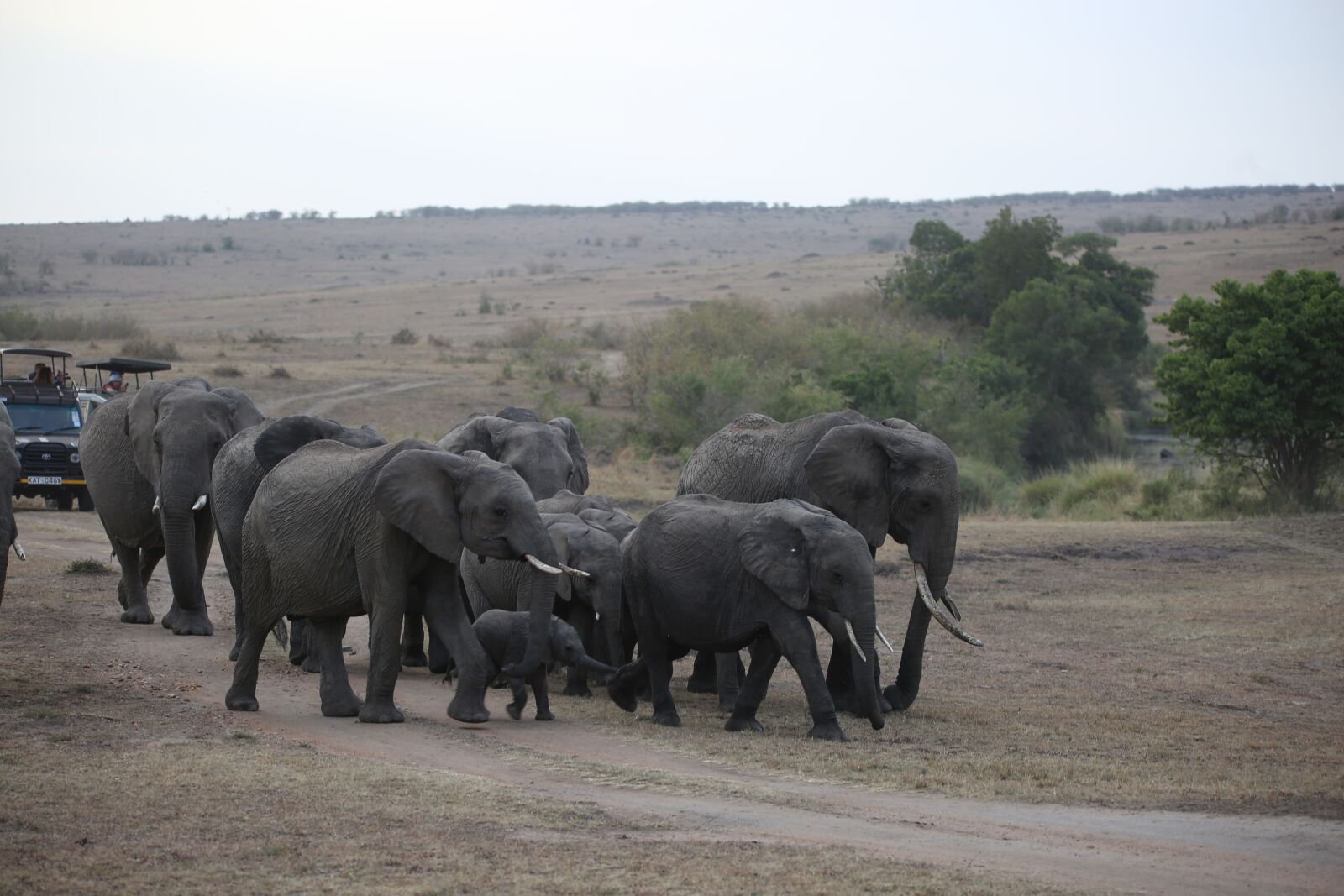 150-600mm F5-6.3 DG OS HSM | Contemporary 015 sample photo. Elephant, herd, wildlife photography