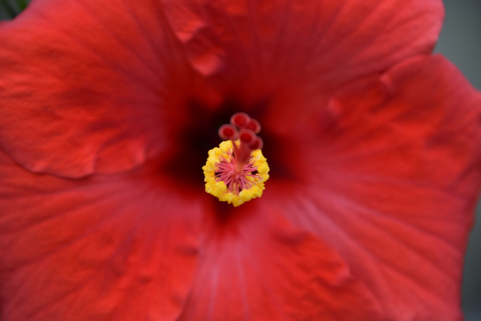 Nikon D3300 sample photo. Unique, flowers, beautiful photography