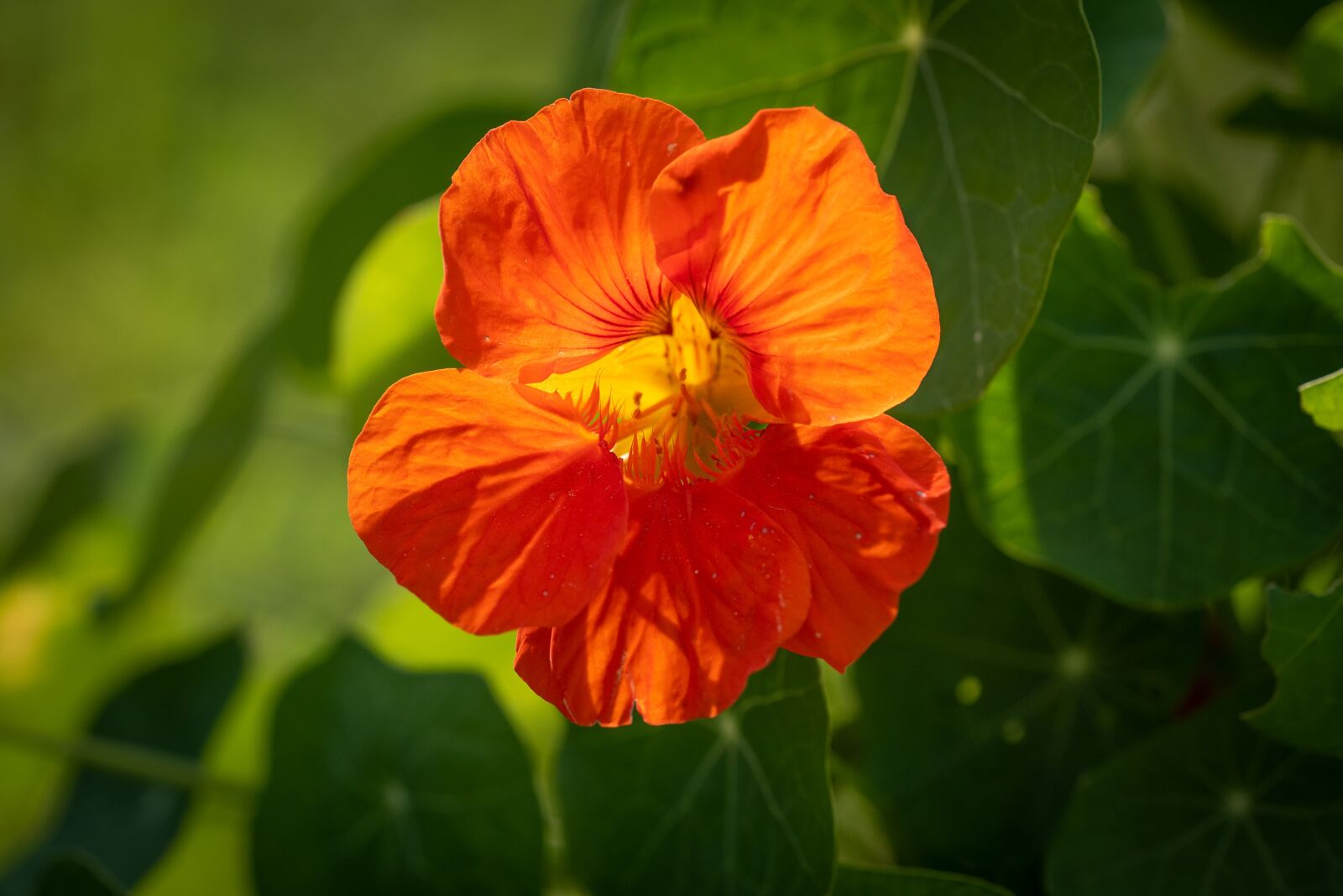 Nikon D750 sample photo. Flower, blossom, bloom photography