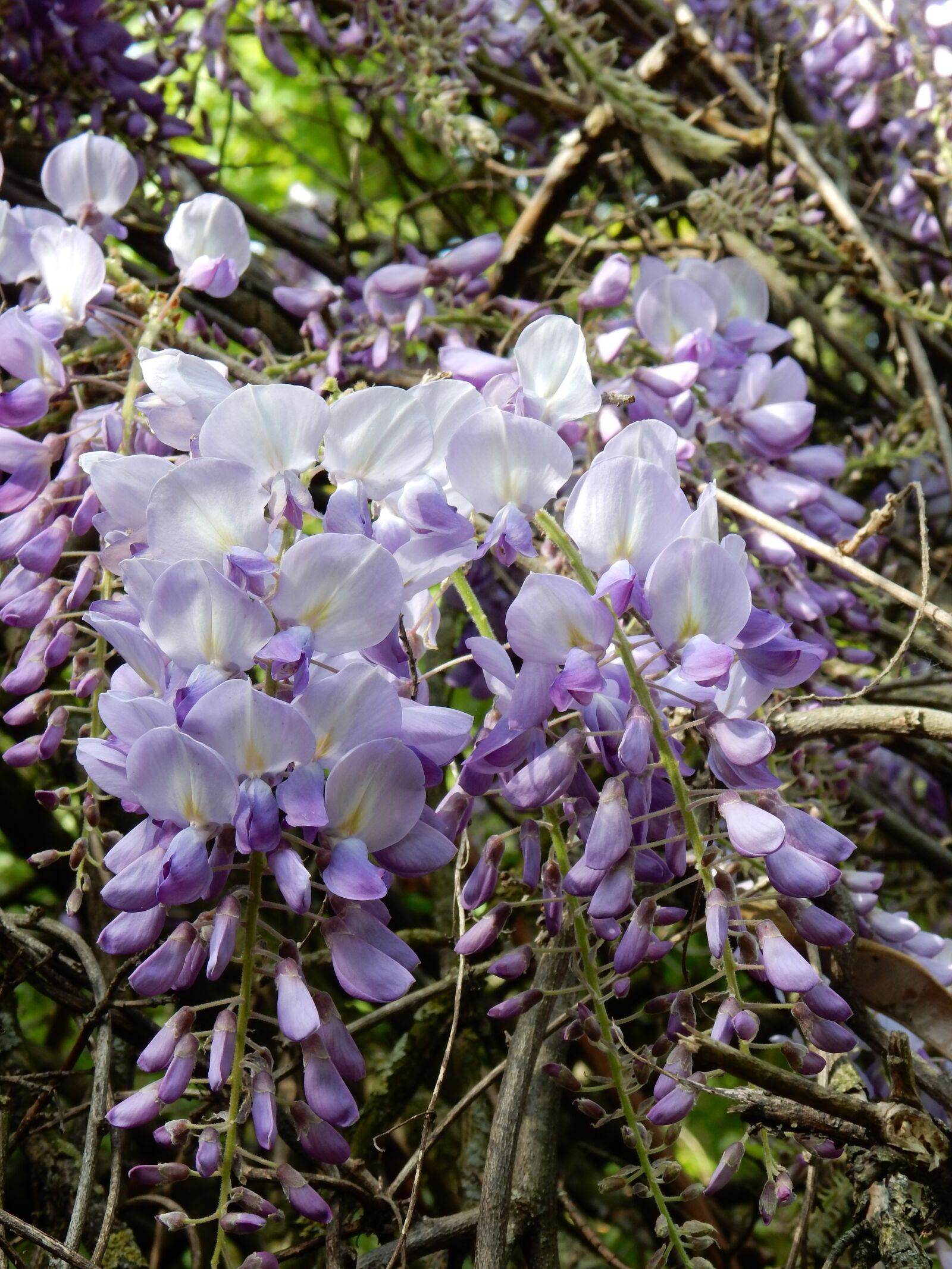 Nikon Coolpix S9900 sample photo. Wisteria, blue, rain photography