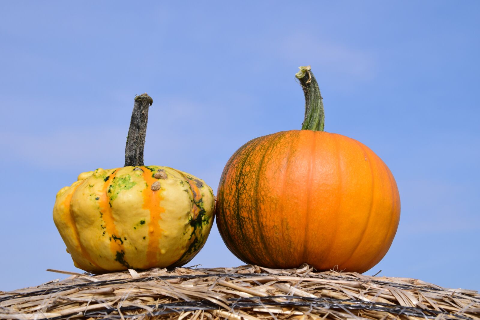Nikon D3300 sample photo. Pumpkin, sky, autumn photography
