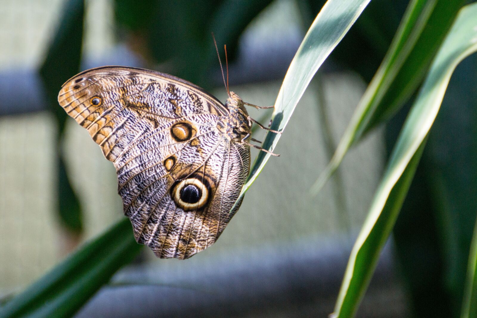 Sony DT 18-200mm F3.5-6.3 sample photo. Butterfly, nature, insect photography
