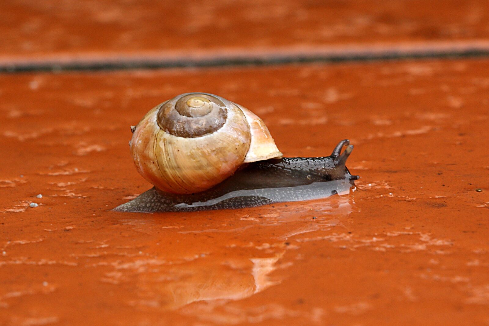 Canon EOS 450D (EOS Rebel XSi / EOS Kiss X2) sample photo. Snail, copse snail, shell photography