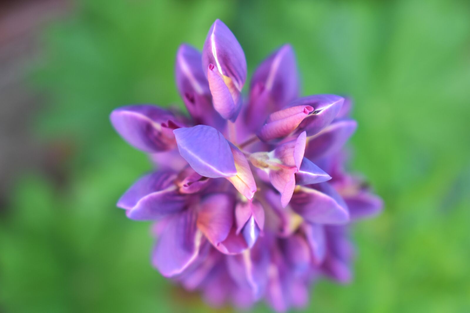 Nikon D3400 sample photo. Purple flower, green background photography