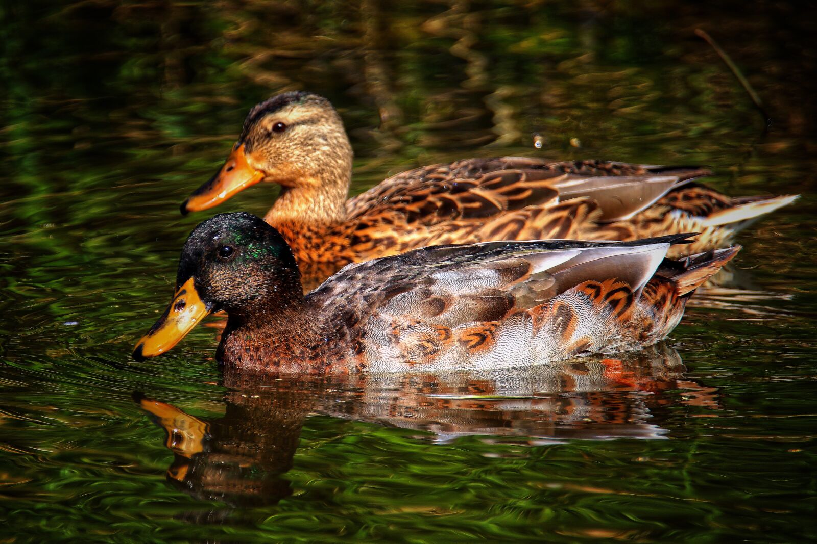 Canon EOS 200D (EOS Rebel SL2 / EOS Kiss X9) sample photo. Duck, nature, summer photography