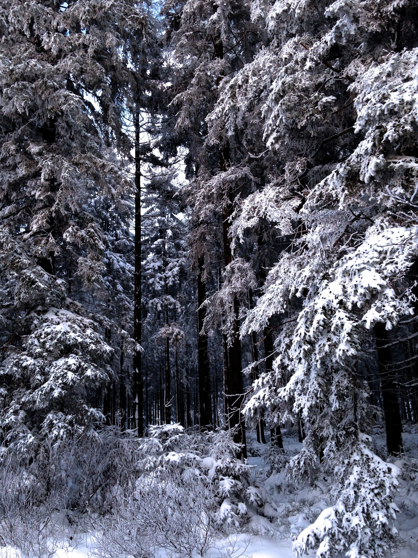 Apple iPhone 5c sample photo. Winter, snow, nature photography