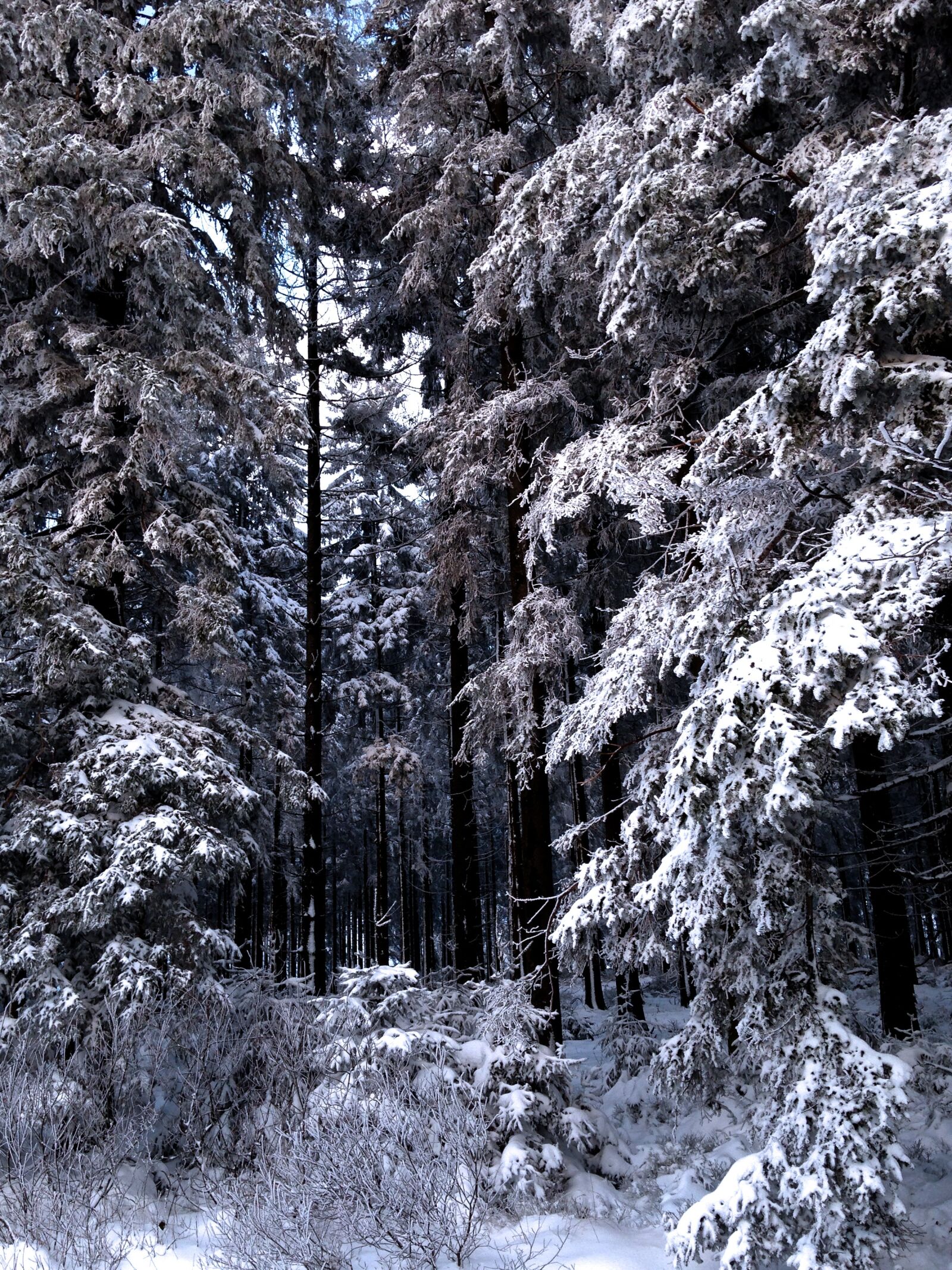 iPhone 5c back camera 4.12mm f/2.4 sample photo. Winter, snow, nature photography