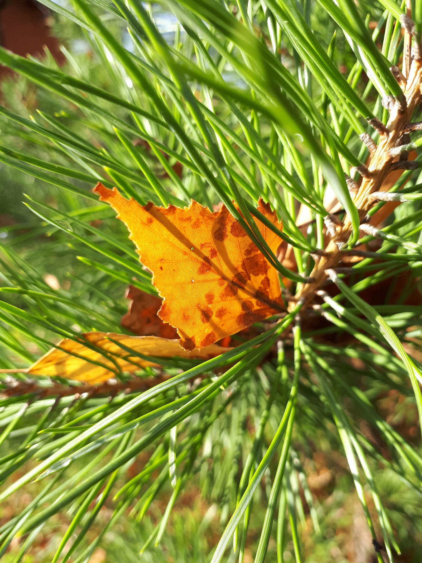 Samsung Galaxy A5(2017) sample photo. Autumn, pine, needles photography