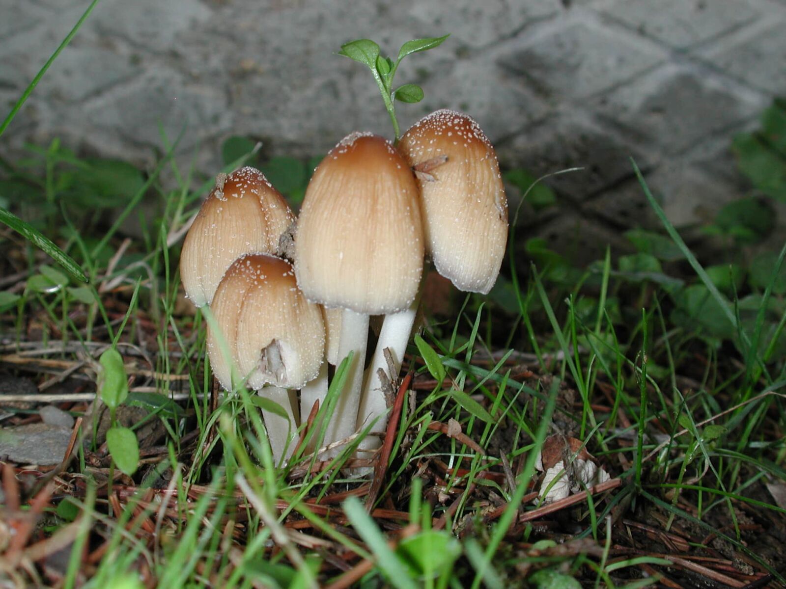 Nikon E990 sample photo. Mushroom, fungus, wood, leaf photography