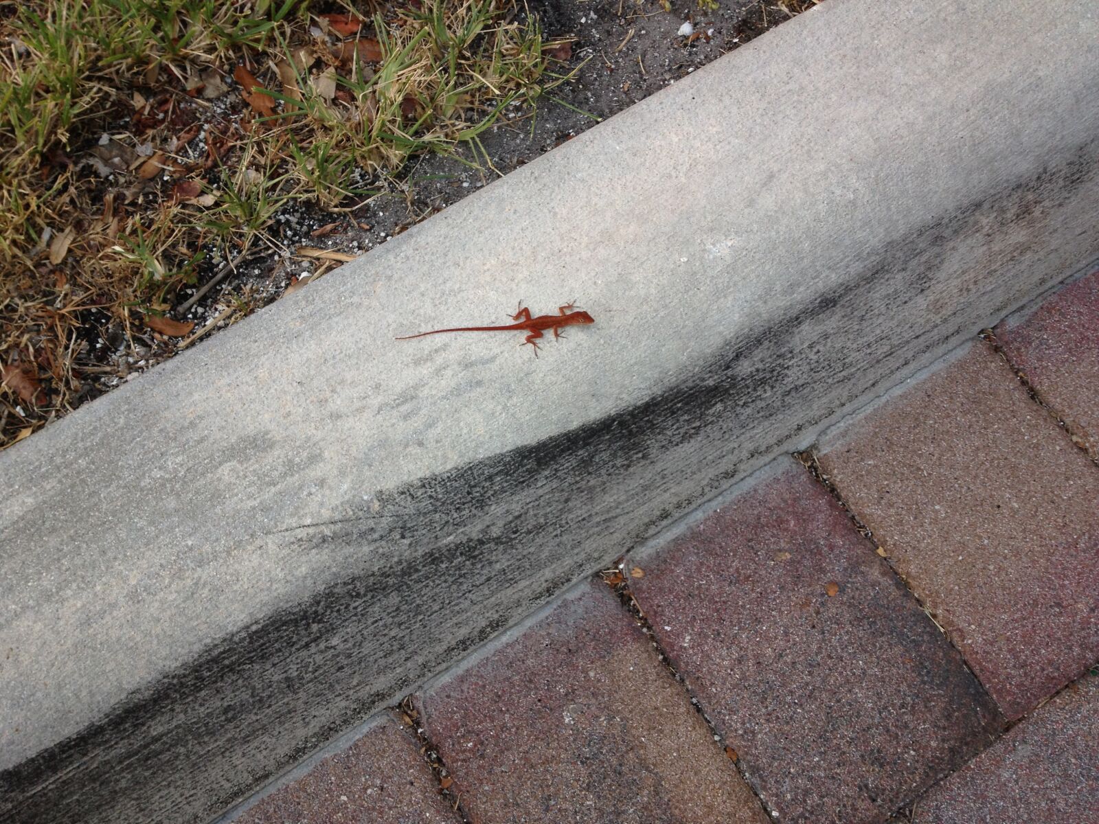 Apple iPhone 4S sample photo. Small, lizard, brown photography