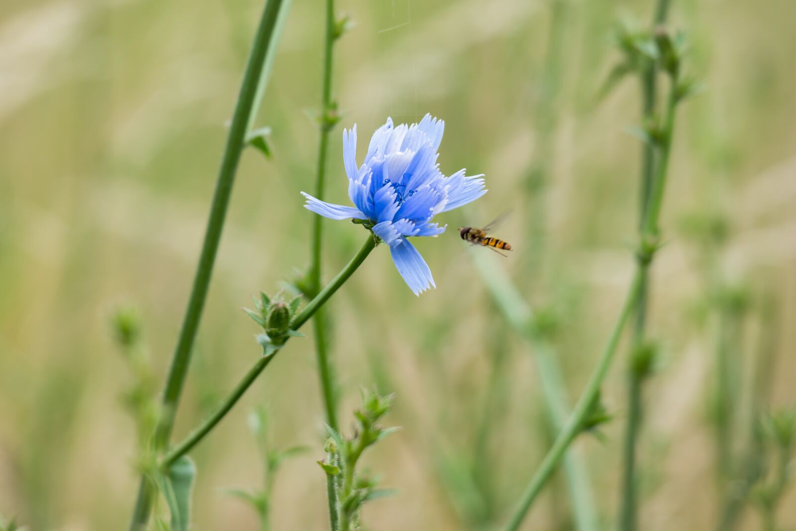 Samsung NX 50-200mm F4-5.6 ED OIS sample photo. Common chicory, ordinary chicory photography