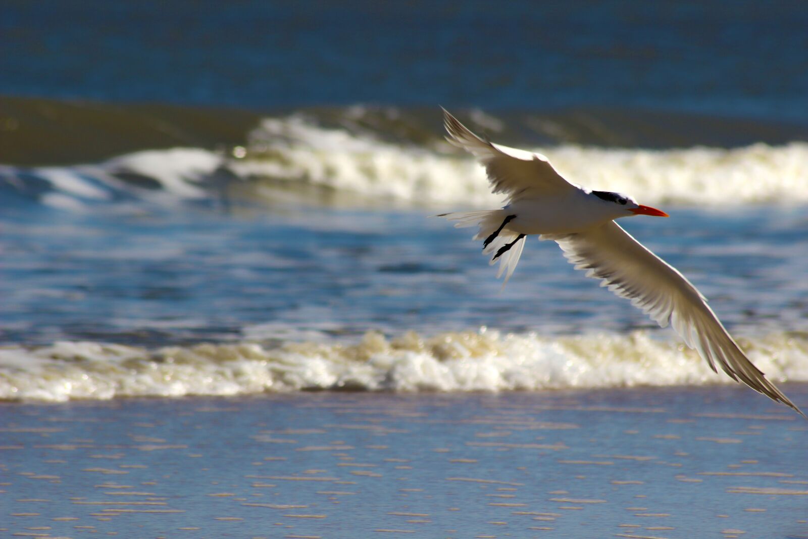 Canon EOS 600D (Rebel EOS T3i / EOS Kiss X5) sample photo. Seagull, ave, sea photography