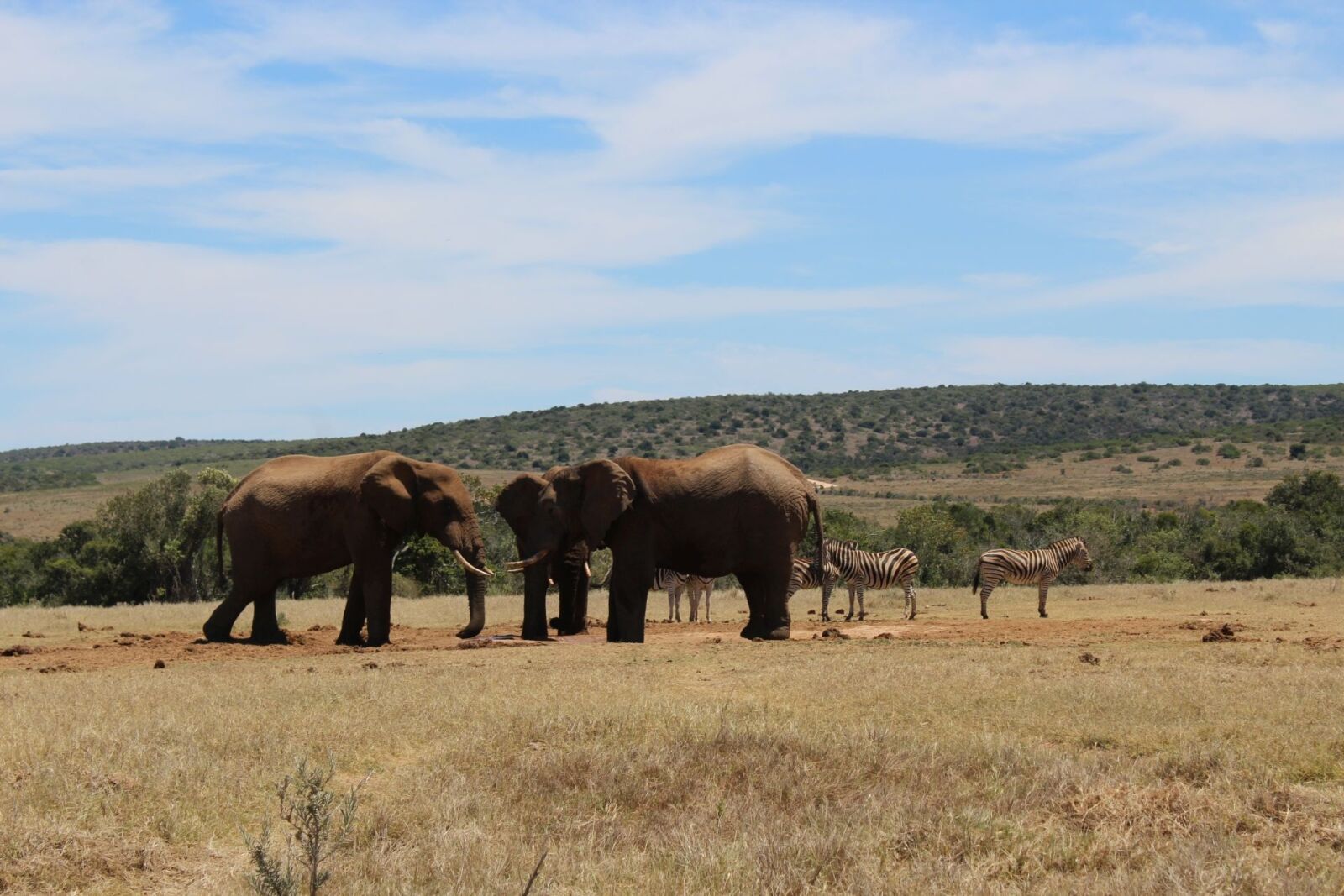 Canon EOS 1200D (EOS Rebel T5 / EOS Kiss X70 / EOS Hi) sample photo. South africa, park, elephant photography