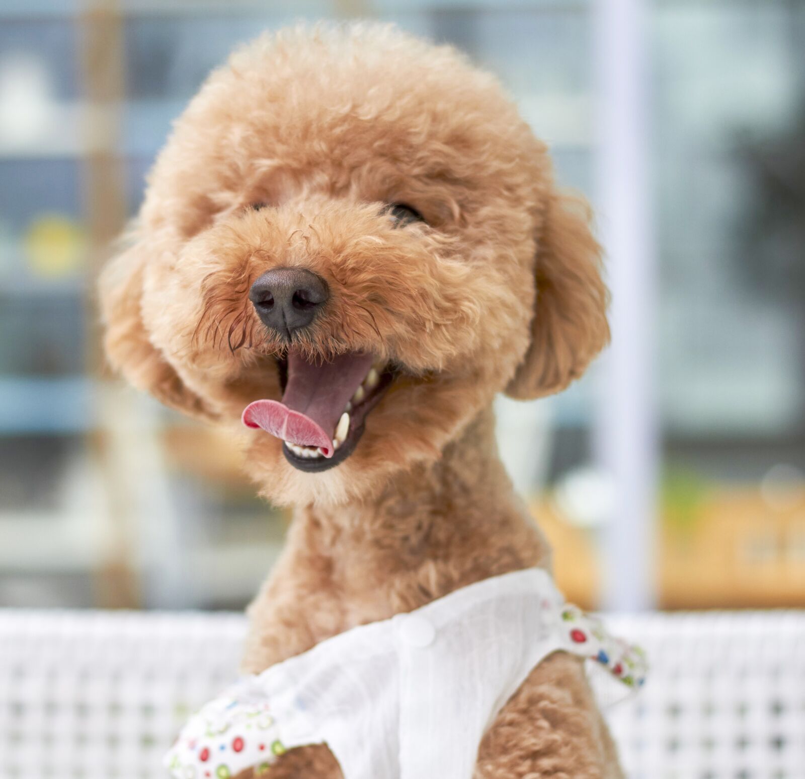 Canon EOS 7D sample photo. Dog, smile, outdoor photography