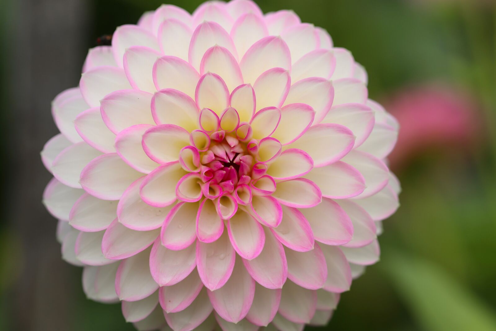 Canon EOS 800D (EOS Rebel T7i / EOS Kiss X9i) sample photo. Dahlia, dahlia flower, petals photography