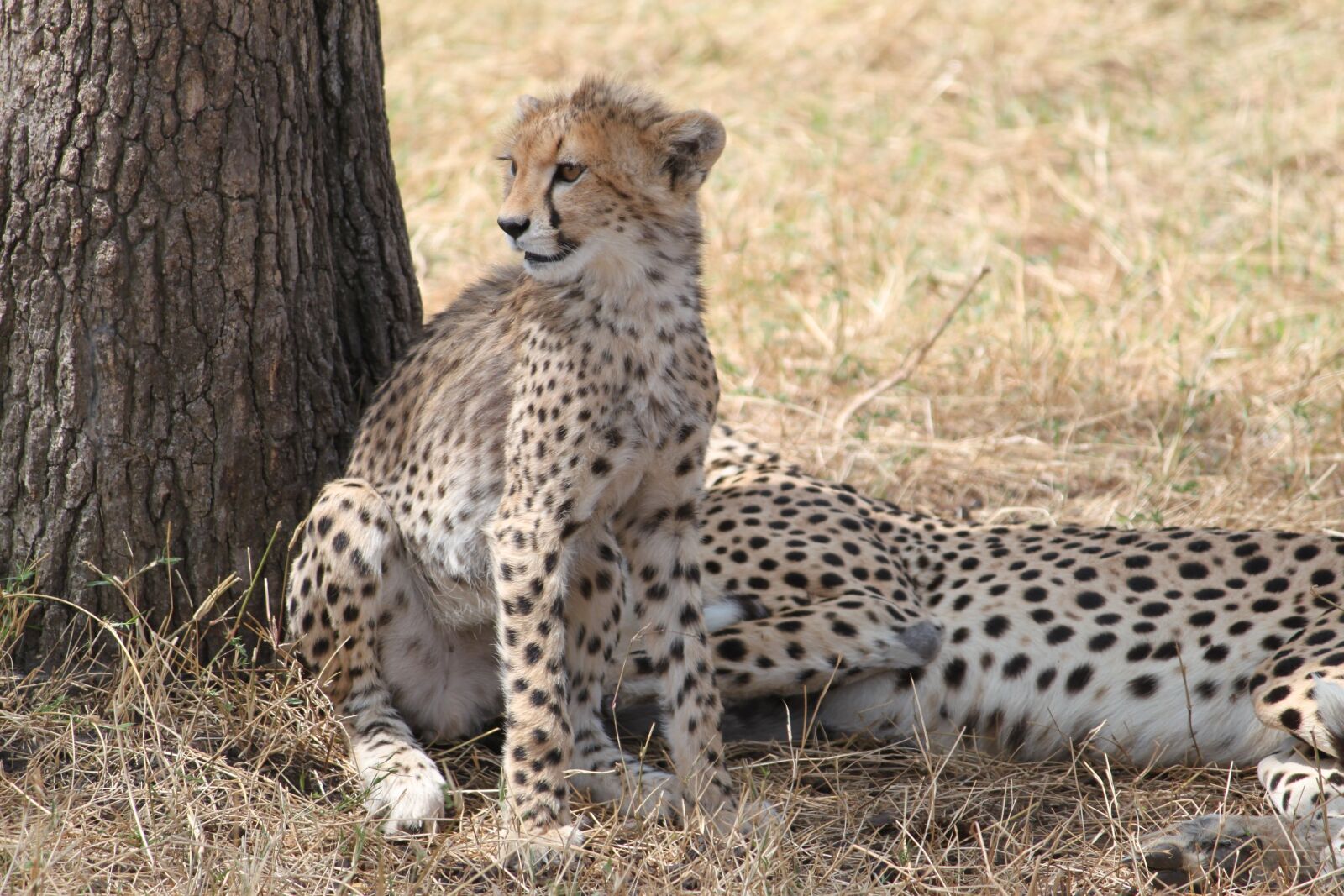 Canon EOS 500D (EOS Rebel T1i / EOS Kiss X3) sample photo. Cheetah, africa, safari photography
