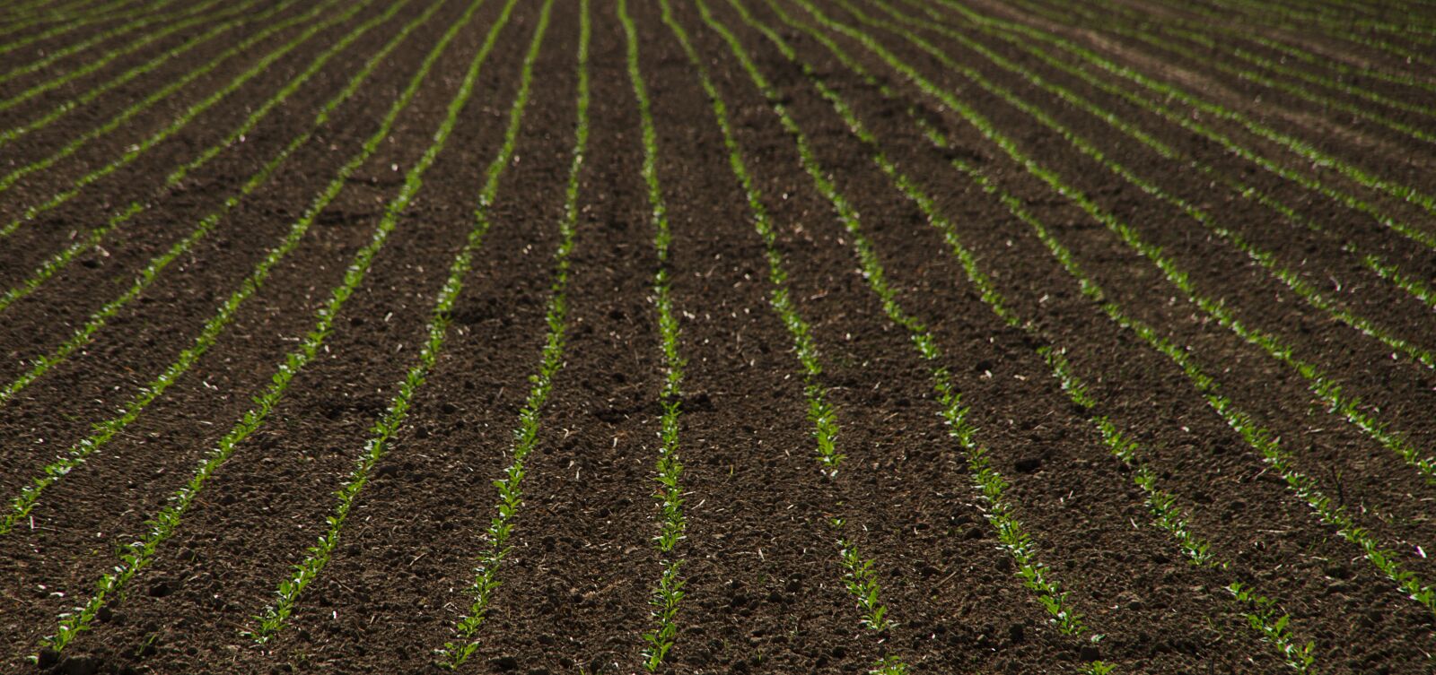 Sony SLT-A57 sample photo. Seed, harvest, bed photography