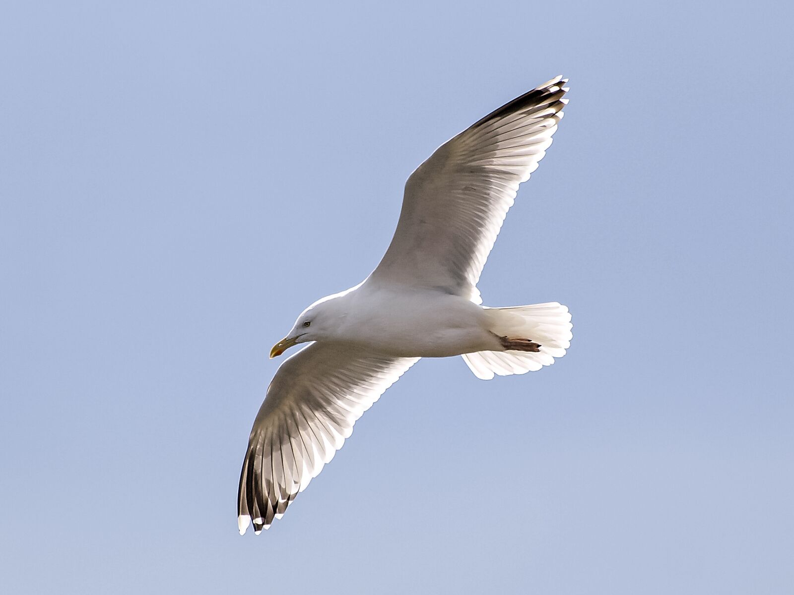Olympus E-3 sample photo. Herring gull, seagull, bird photography