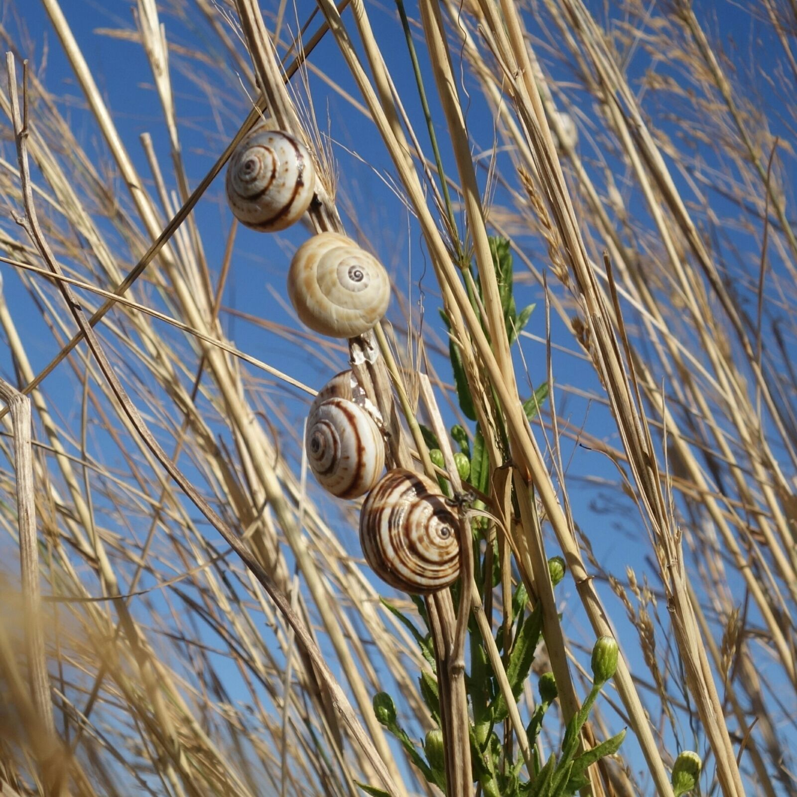 Sony Cyber-shot DSC-RX100 II sample photo. Snails, blades of grass photography