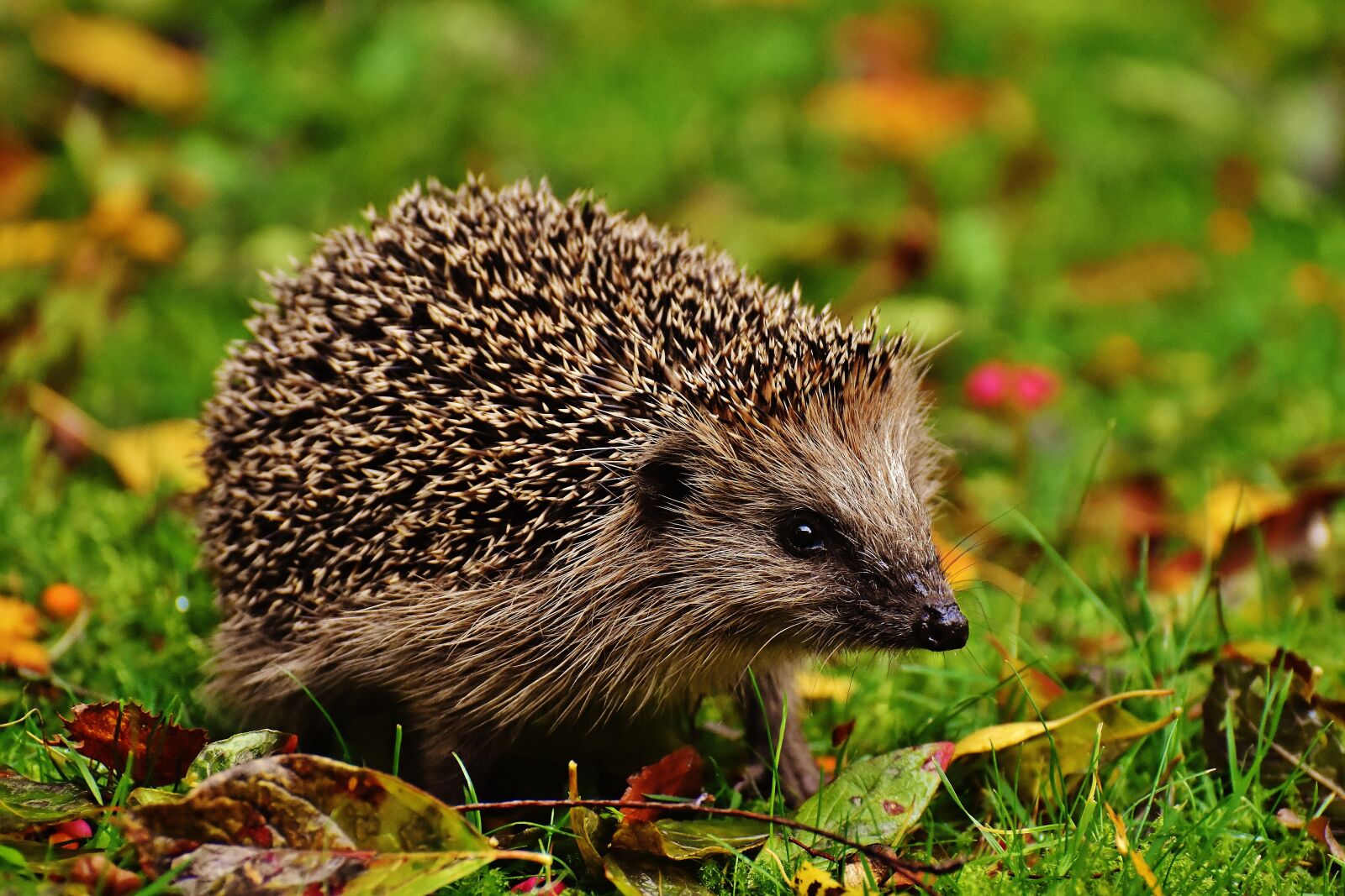 Nikon D7200 sample photo. Hedgehog child, young hedgehog photography