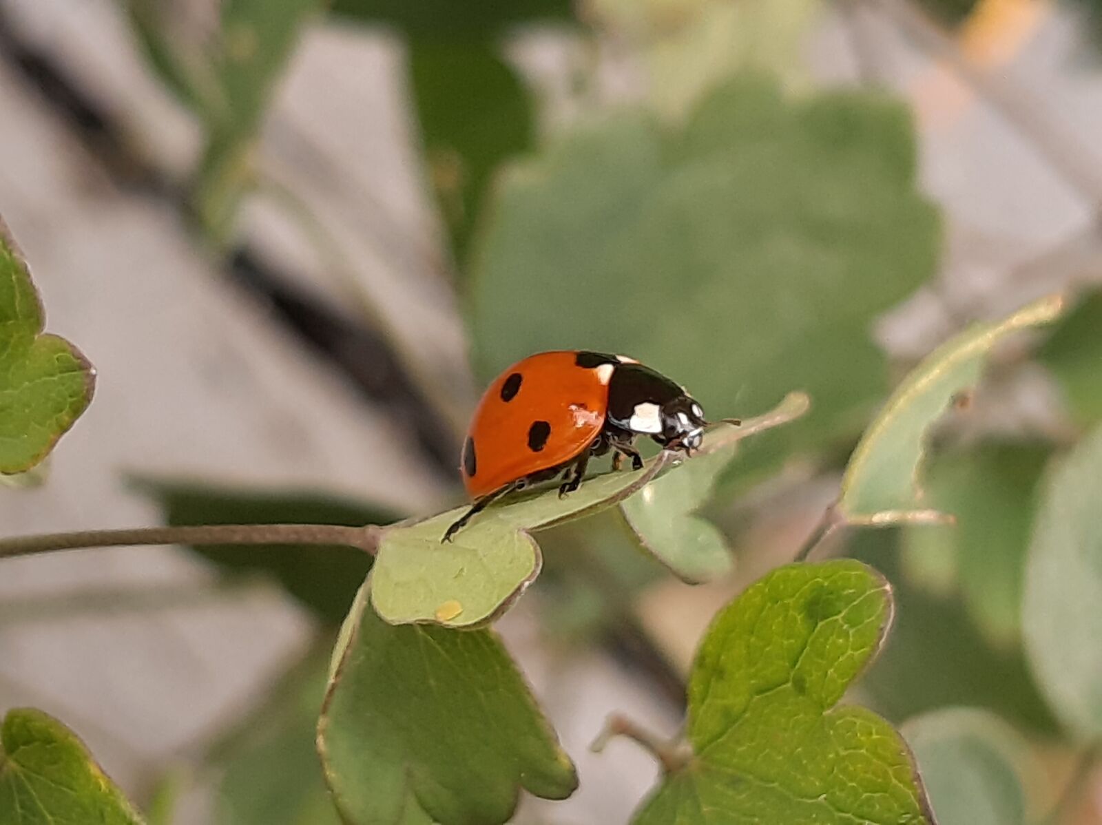 Samsung Galaxy A50 sample photo. Insects, beetle, greens photography