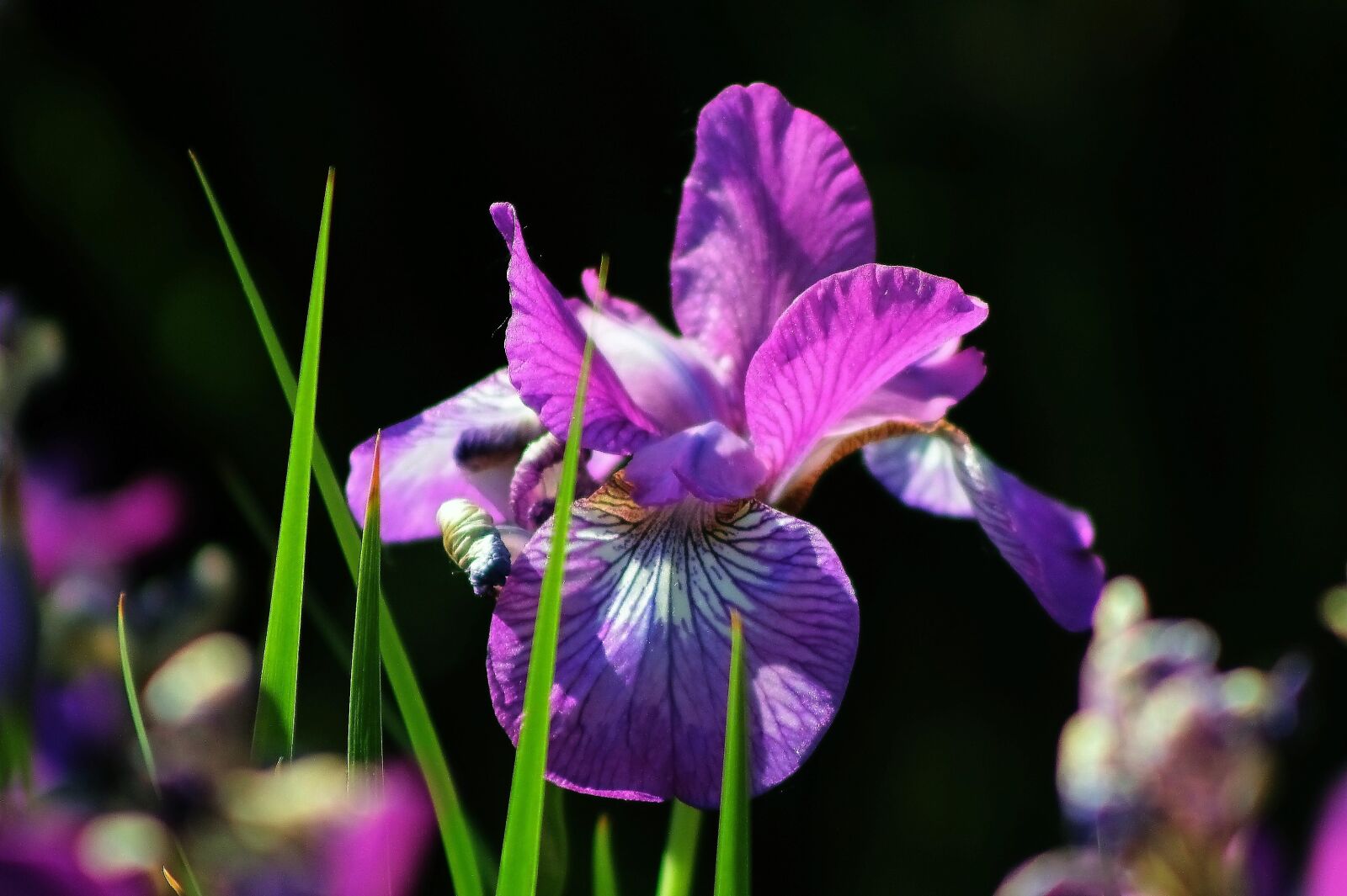 Canon EF75-300mm f/4-5.6 sample photo. Flower, violet, purple photography