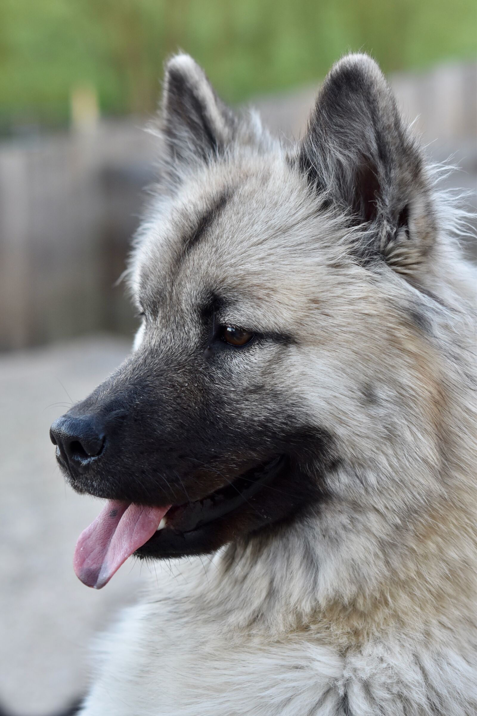 Nikon D5600 sample photo. Dog, bitch, dog eurasier photography