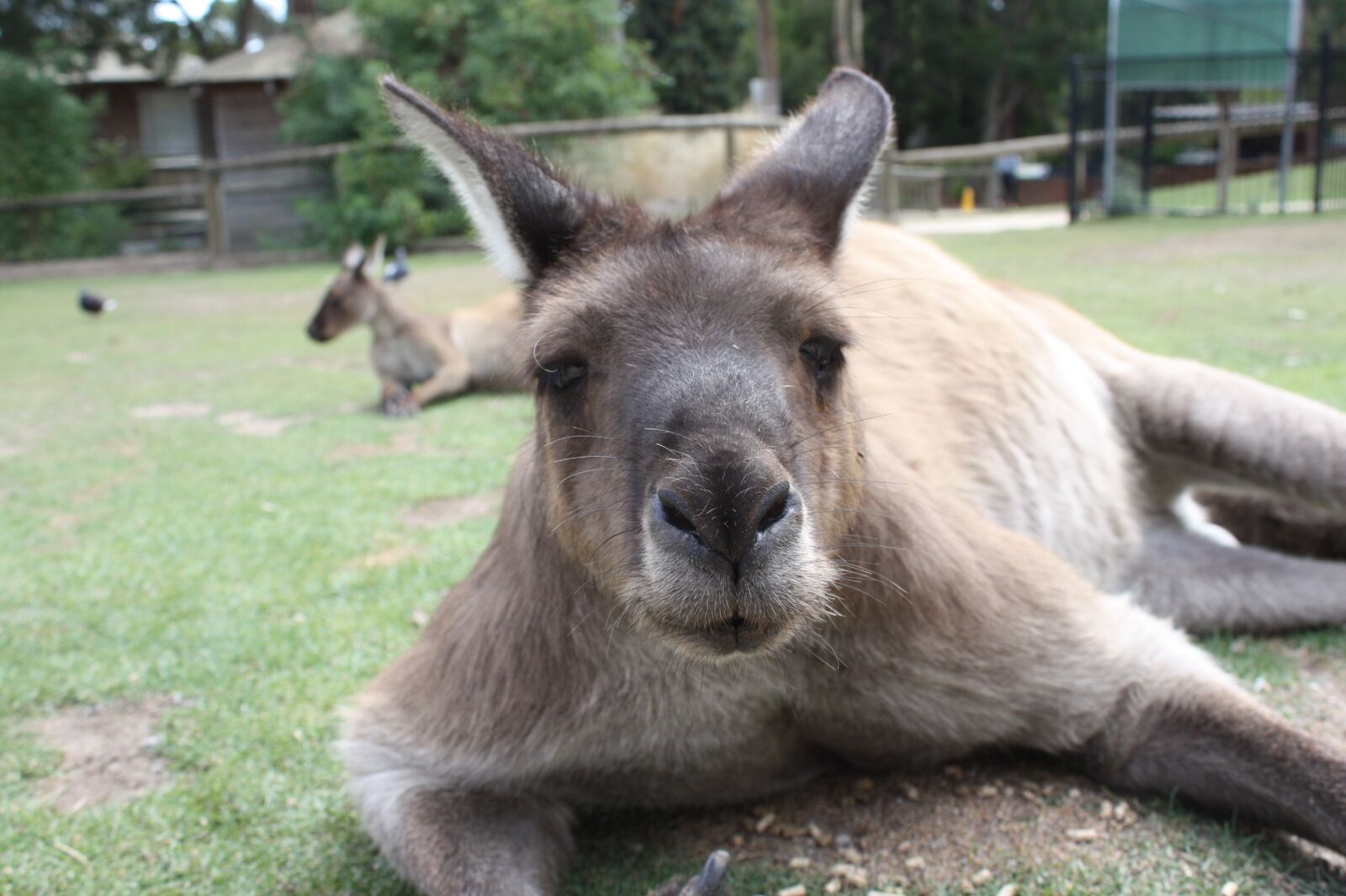 Canon EOS 450D (EOS Rebel XSi / EOS Kiss X2) sample photo. Australia, animal, animal world photography