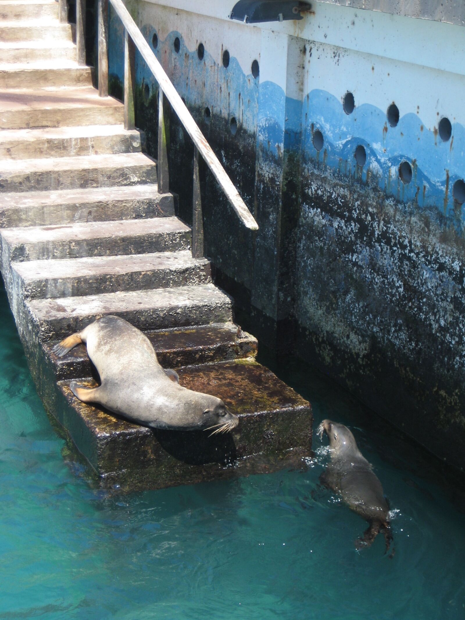 Canon DIGITAL IXUS 75 sample photo. Galapagos, water, seals photography