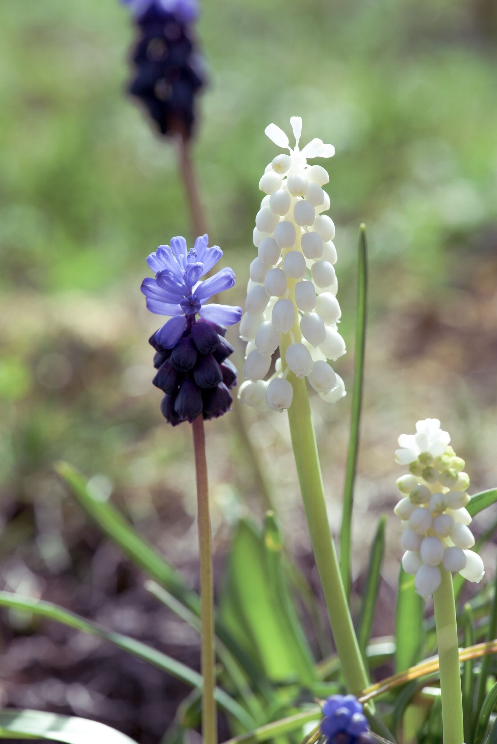 Nikon D750 sample photo. Hyacinth, muscari, flower photography