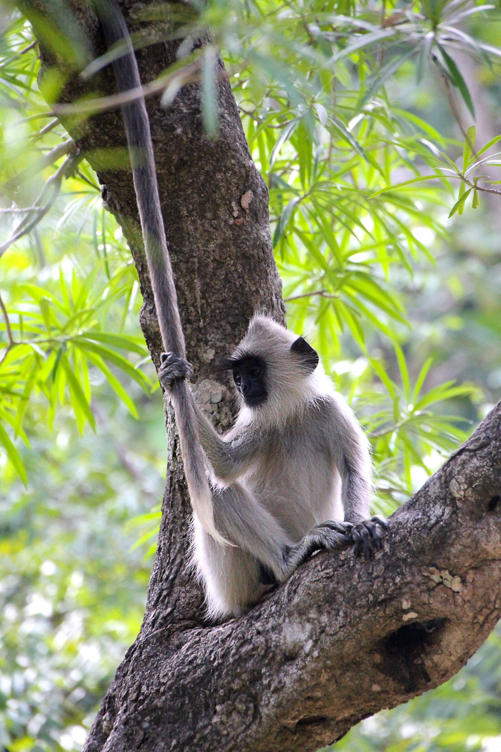 Canon EOS 550D (EOS Rebel T2i / EOS Kiss X4) sample photo. Monkey, tree, cute photography