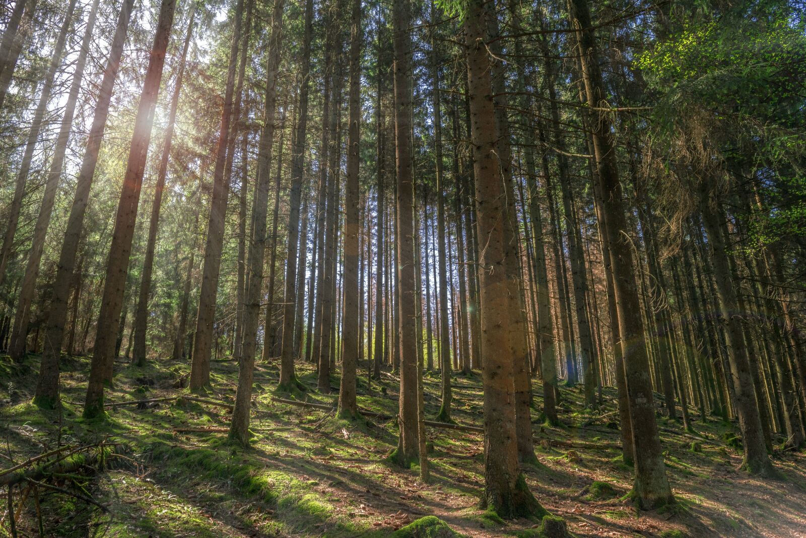 Nikon D3300 sample photo. Forest, trees, nature photography