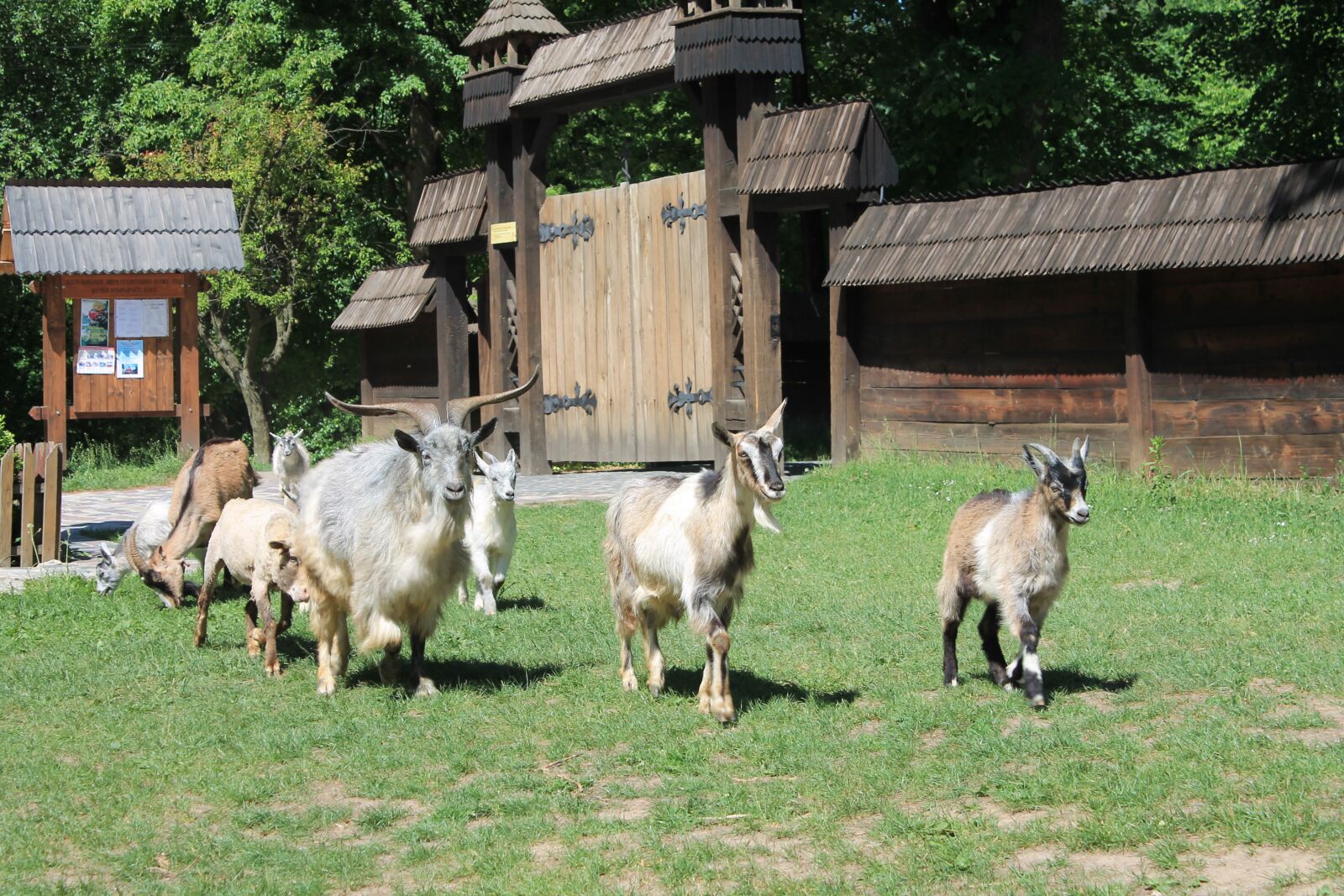 Canon EOS 1100D (EOS Rebel T3 / EOS Kiss X50) sample photo. Sheep, goats, herd photography