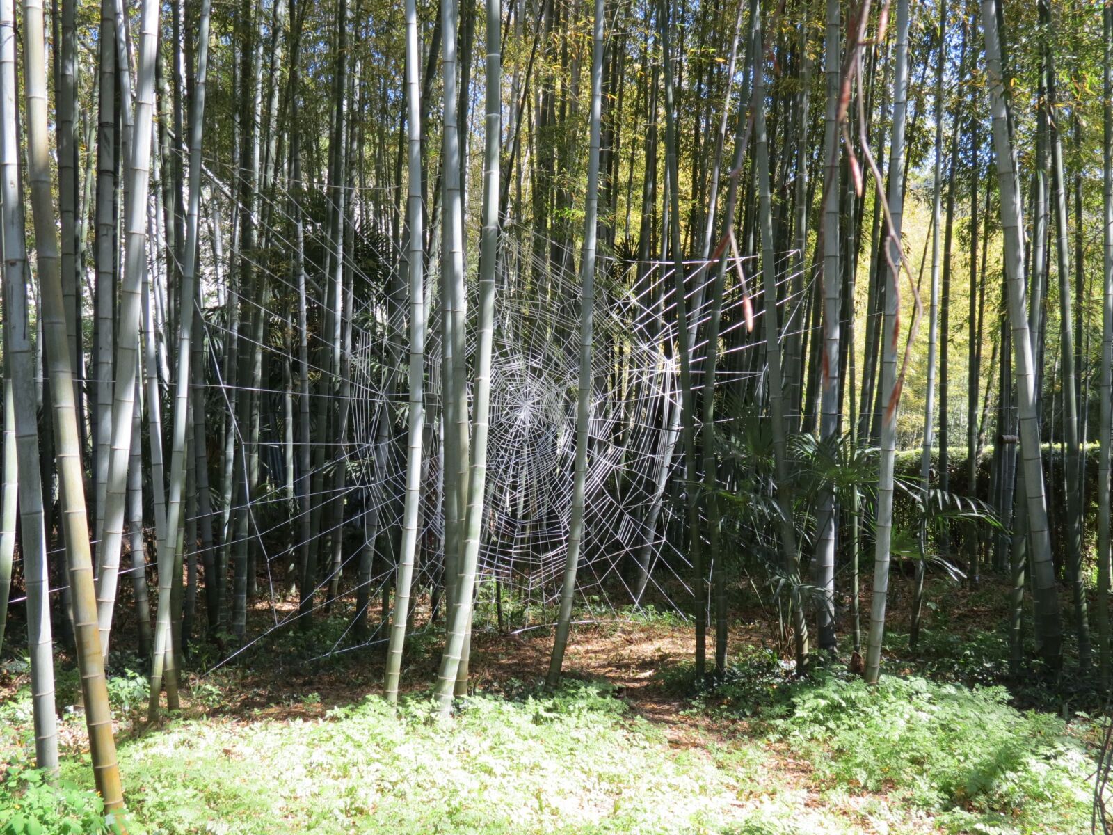 Canon PowerShot SX40 HS sample photo. Bamboo, anduze, cévennes photography