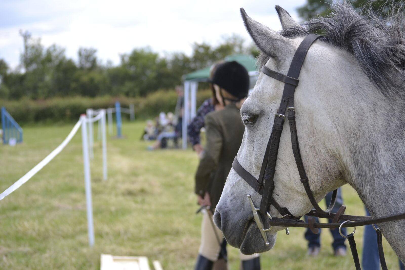 Nikon D3100 sample photo. Horse, closeup, white photography