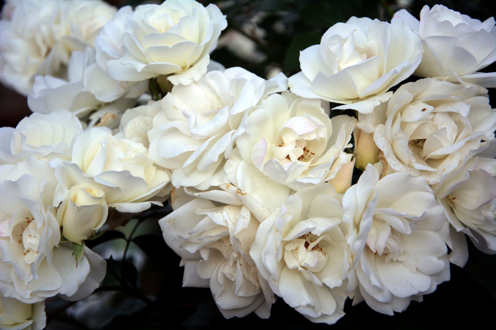 Nikon D5200 sample photo. Iceberg roses, fragrant, spring photography