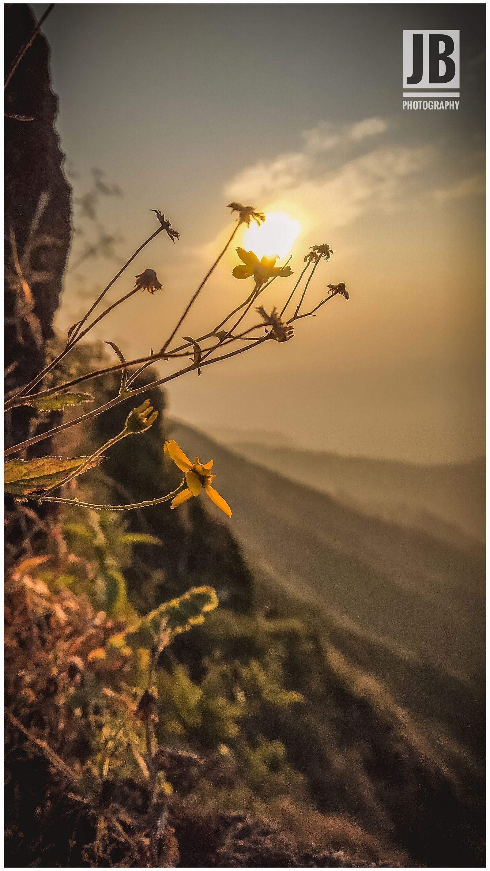 Xiaomi Redmi Note 5 Pro sample photo. Flower, peace, green photography