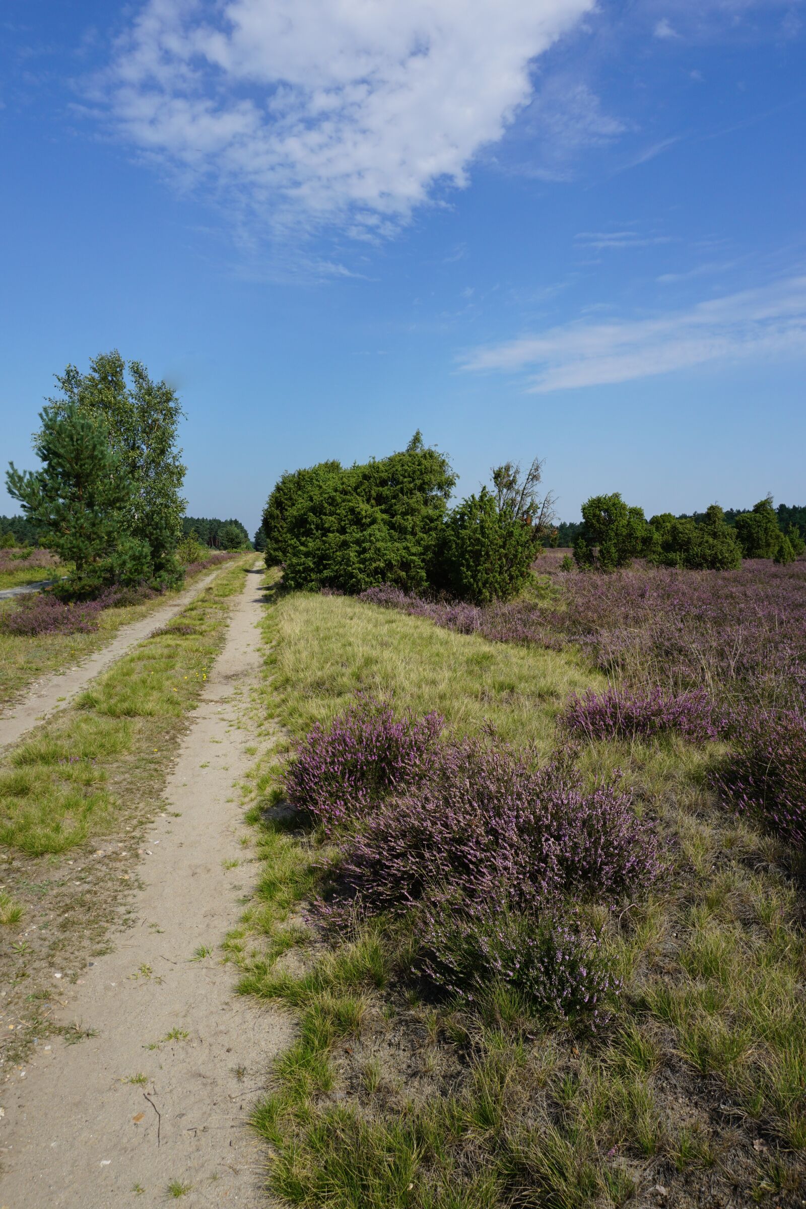 Sony a6000 sample photo. L neburg heath, summer photography