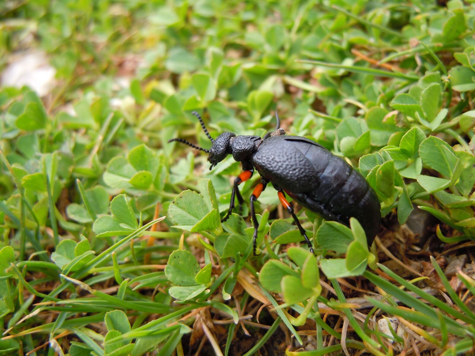 Nikon Coolpix S8000 sample photo. Oil beetle, beetle, grass photography