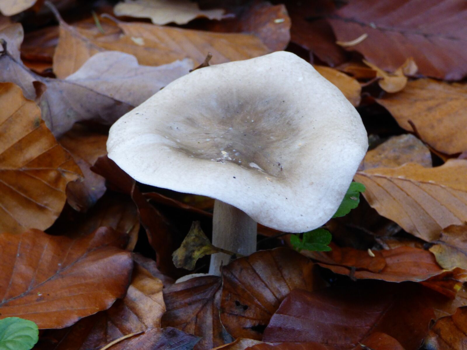 Panasonic DMC-FZ72 sample photo. Autumn, forest, mushroom photography
