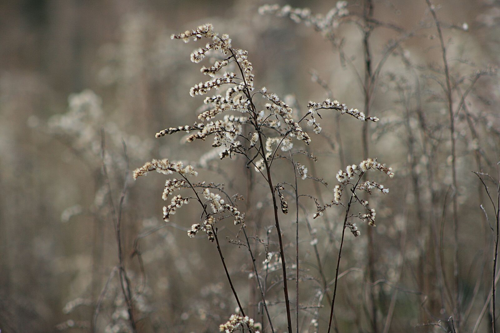 Canon EOS 400D (EOS Digital Rebel XTi / EOS Kiss Digital X) sample photo. Nature, season, frost photography