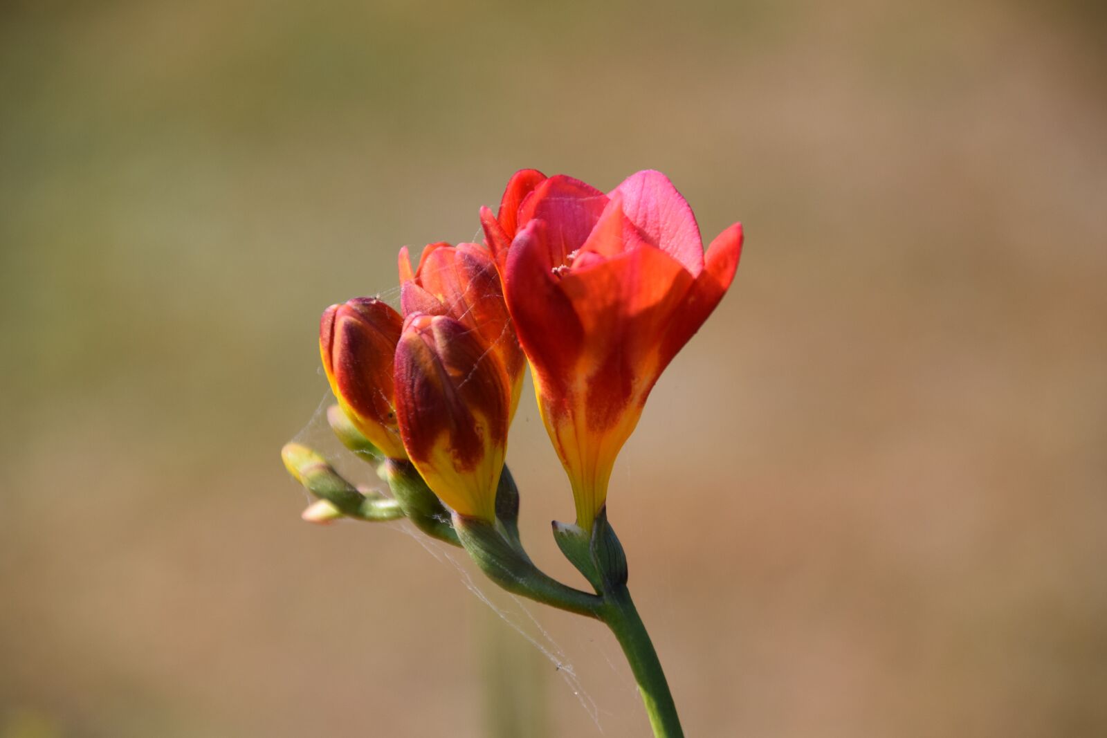 Nikon D5300 sample photo. Flower, summer, garden photography