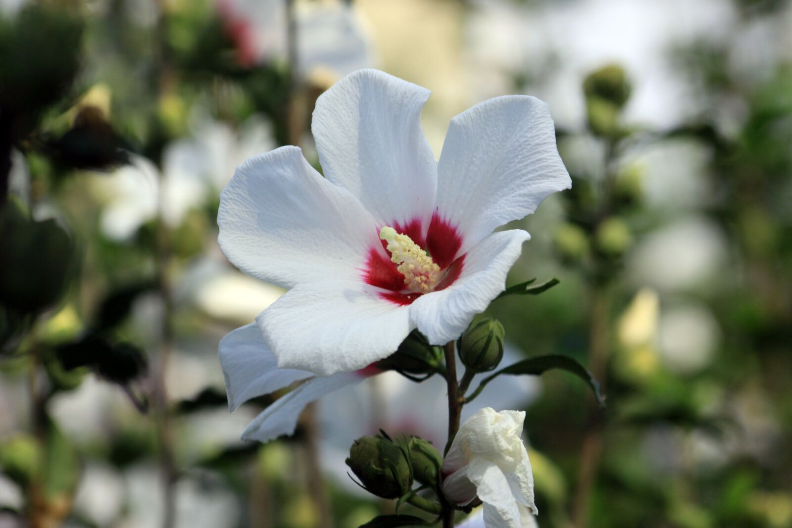 Canon EOS 50D sample photo. Rose of sharon, white photography