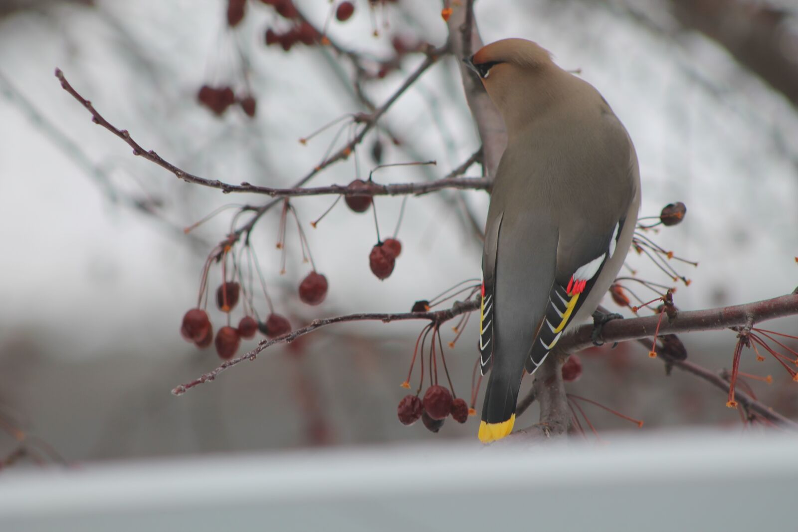 Canon EOS 1100D (EOS Rebel T3 / EOS Kiss X50) sample photo. Bird, tree, nature photography