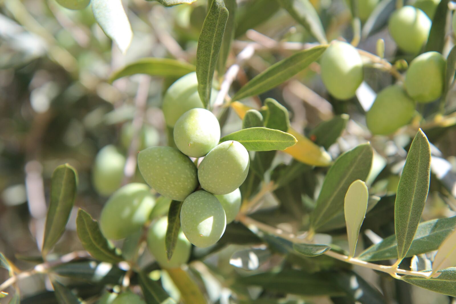 Canon EOS 600D (Rebel EOS T3i / EOS Kiss X5) sample photo. Olivier, olives, provence photography