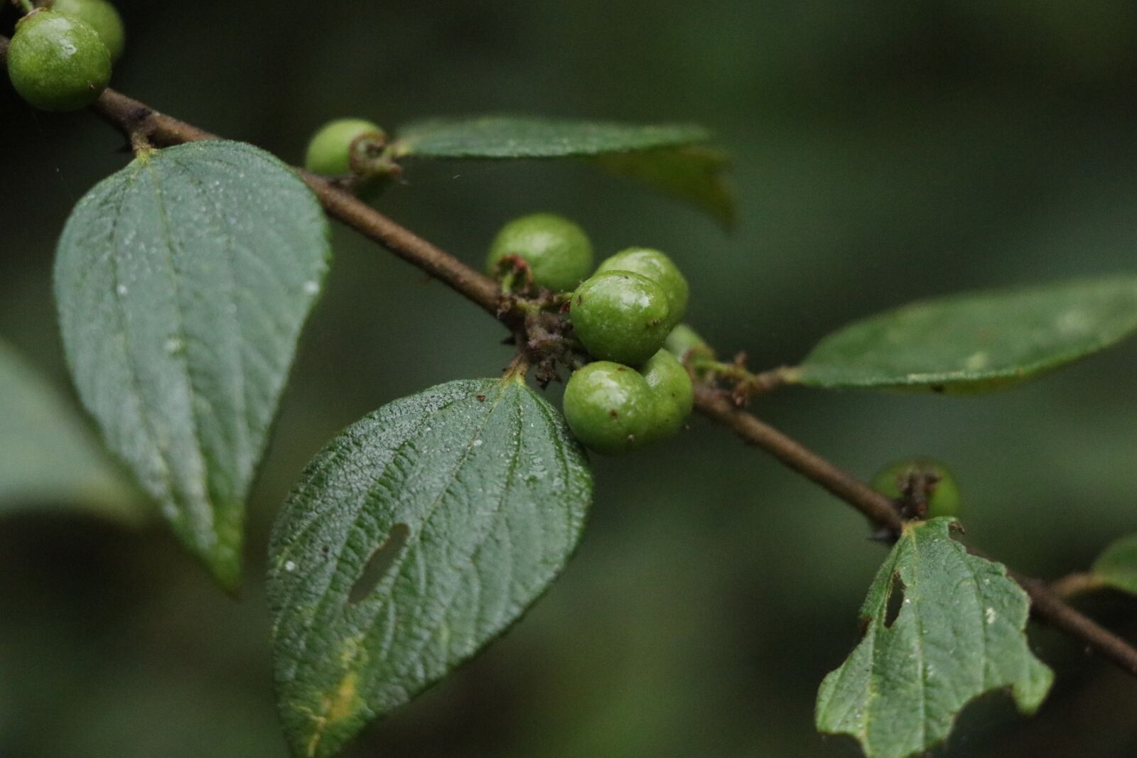 Canon EOS 80D sample photo. Berries of india, indian photography