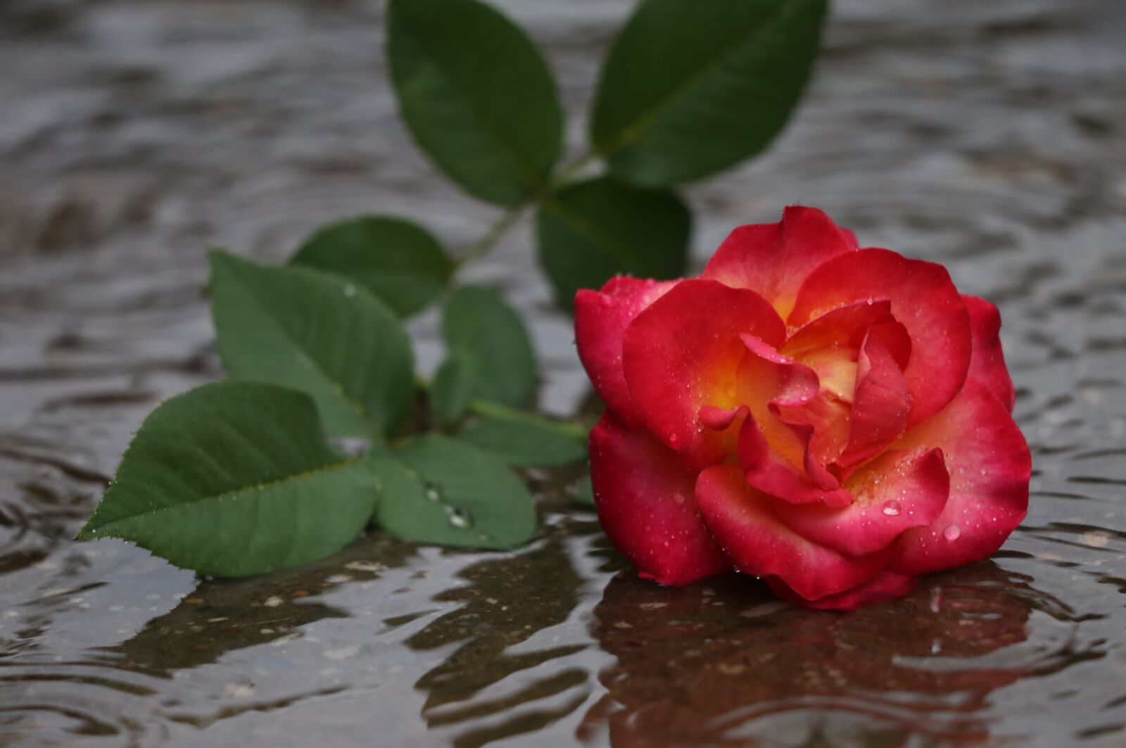 Canon EF 70-300 F4-5.6 IS II USM sample photo. Red yellow rose in photography